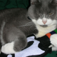 Illustration for article titled Keep Your Cat Busy With These Kitty Control Pads